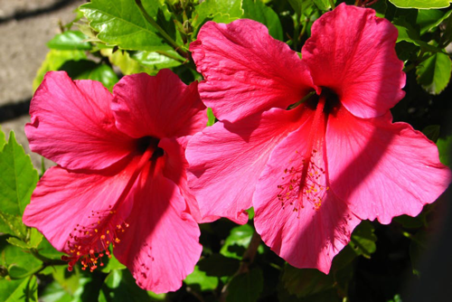 photo of hibiscus